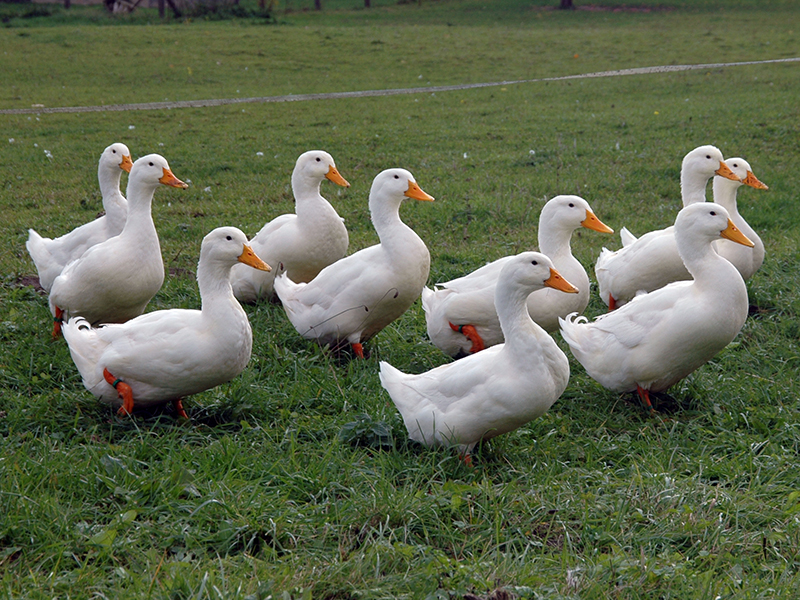 Ducks, just ducks